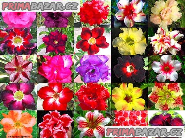 50 semen Adenium Obesum - mix barev Zvýhodněná nabídka