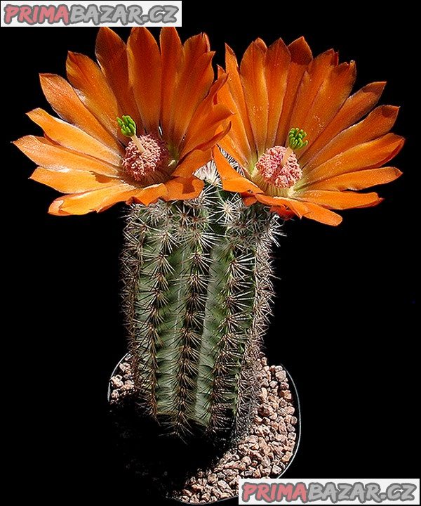 Kaktus Echinocereus lloydii SB 731 Pecos Tx - semena – fotografie 1