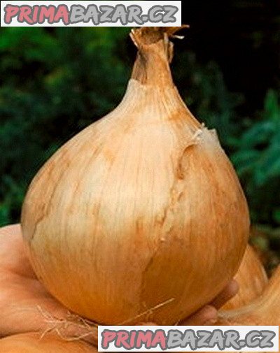 cibule Globo - semena – fotografie 1