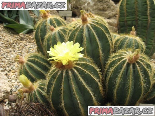 Kaktus Eriocactus magnificus - semena – fotografie 1