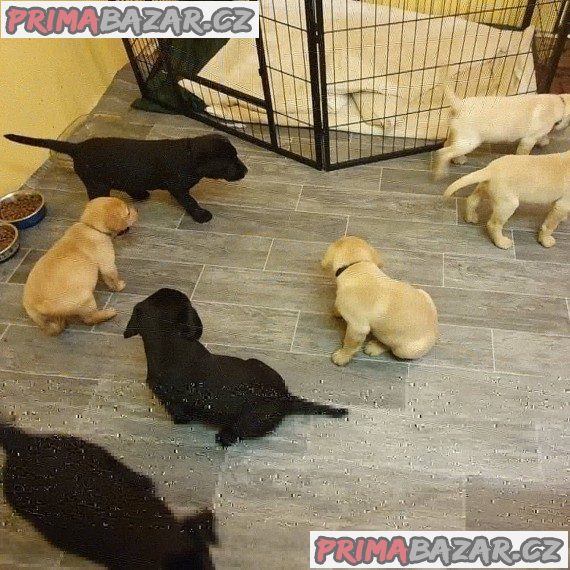 Kvalitní štěňata labradorská k dispozici . – fotografie 1