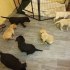 Kvalitní štěňata labradorská k dispozici .