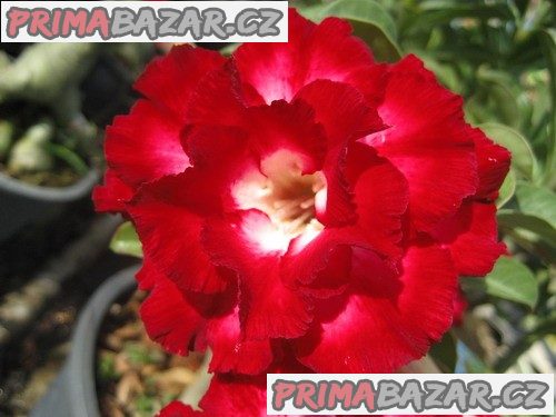 Adenium - rostliny - aeksiam
