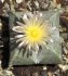 Kaktus Astrophytum myriostigma v. quadricostatum - semena