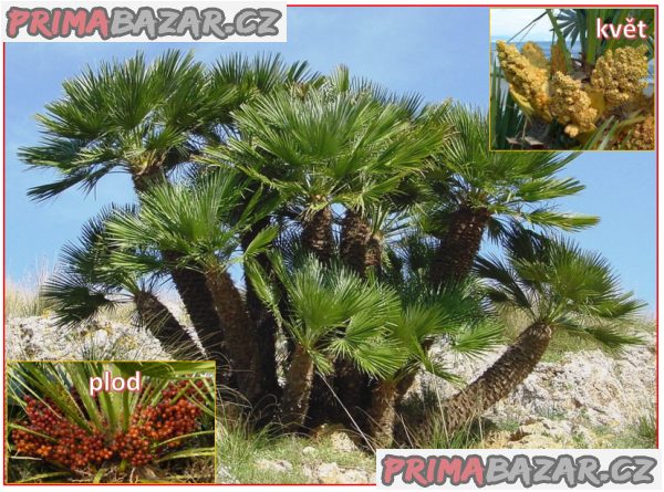 CHamaerops Humilis - naklíčená semena
