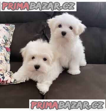Super adorable Maltese Puppies – fotografie 1