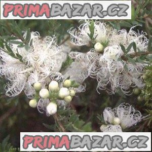 Melaleuca Alternifolia - semena