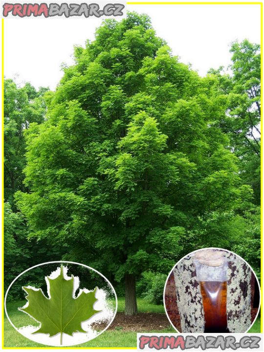 Acer Sacharum - Javor cukrový - semena