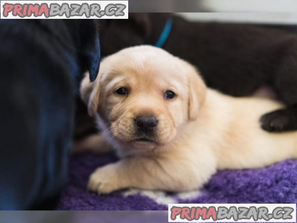 Labrador štěně s PP
