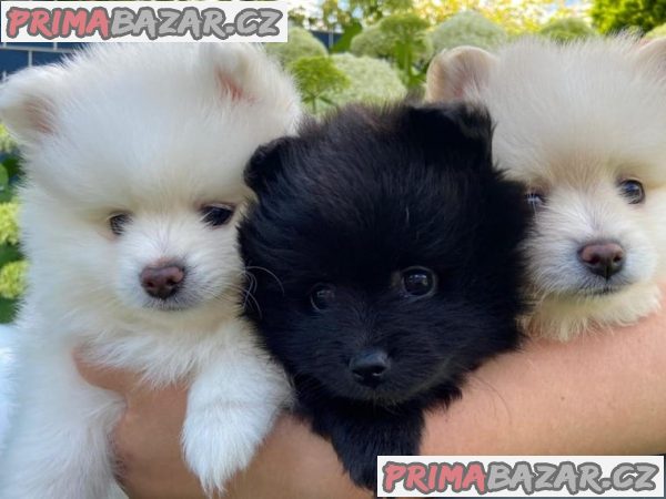 Štěňátka Pomeranian- bílo černá ~ Fenečka – fotografie 1