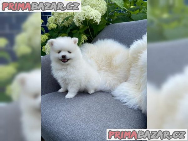 Štěňátka Pomeranian- bílo černá ~ Fenečka – fotografie 2