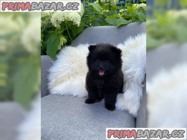 Štěňátka Pomeranian- bílo černá ~ Fenečka – fotografie 3