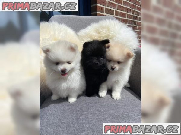 Štěňátka Pomeranian- bílo černá ~ Fenečka – fotografie 4