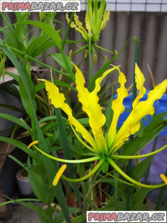 Gloriosa Lutea - semena