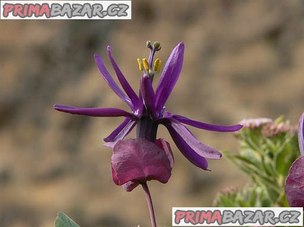 Passiflora Umblicata - sazenice
