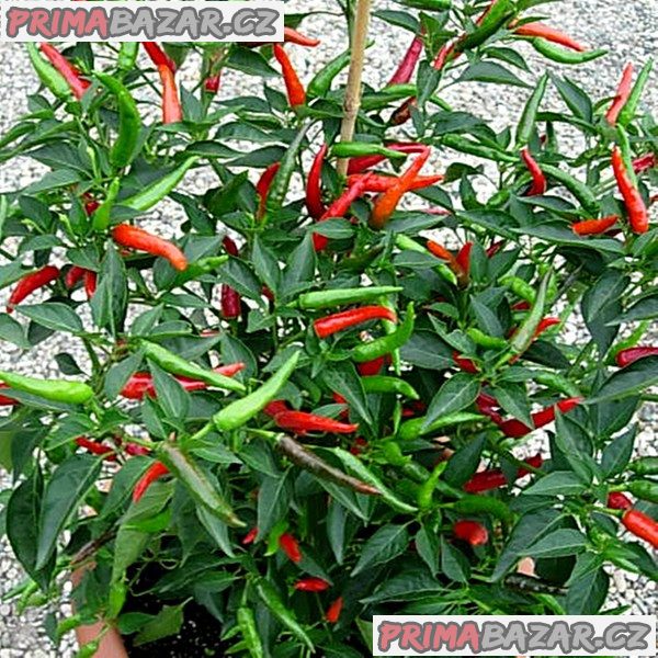 Chilli Thai Dragon - sazenice