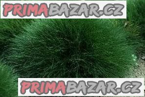 Festuca scopardia - semena