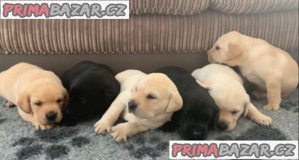 Štěňata Labrador Retriever – fotografie 1