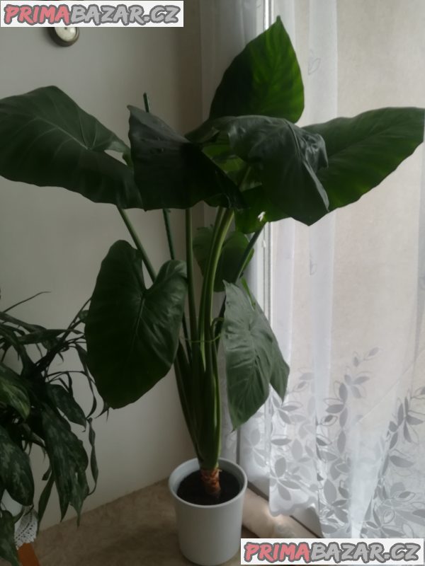 Alokácia gigant – fotografie 1