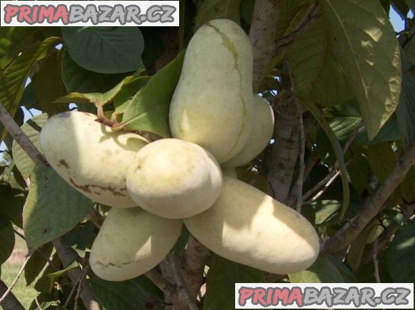Asimina Triloba - naklíčená semena – fotografie 1