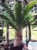 Cycas Dioon Spinulosum - naklíčená semena