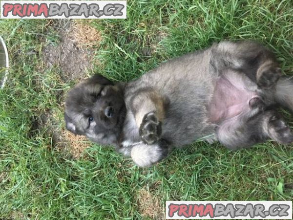 Šarplaninský pastevecký pes, štěňátka s PP – fotografie 2