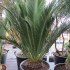 Cycas Macrozamia Communis - sazenice