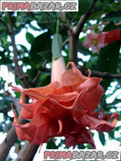 Brugmansia Phänomenal - řízek