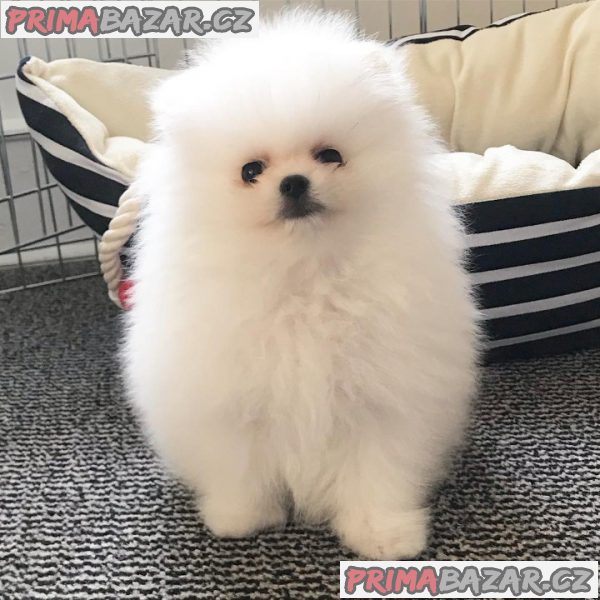 Pomeranian na prodej