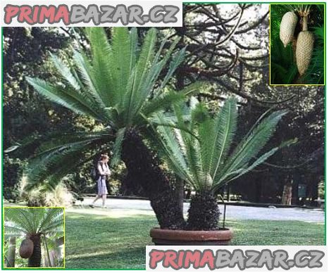 naklíčená semena Cycas Dioon Spinulosum