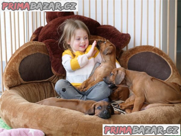 Rhodézský ridgeback chlapeček hledá milující domov :-)