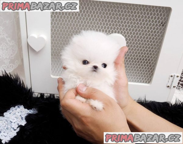 Na predaj 12 -týždňové šteňatá šteniatka pomeranian – fotografie 1