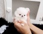 Na predaj 12 -týždňové šteňatá šteniatka pomeranian