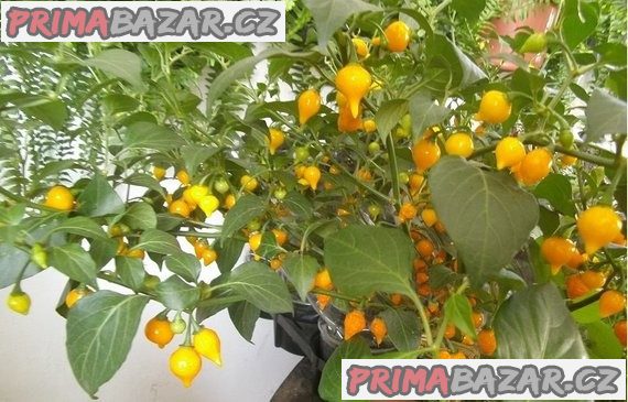 Chilli Biquinho Amarelo - semena