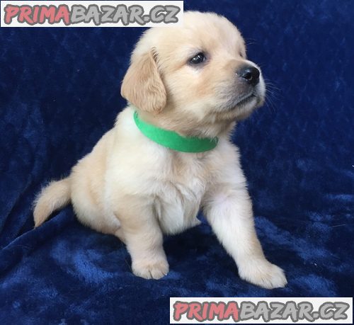 Zlatý retriever / Golden Retriever