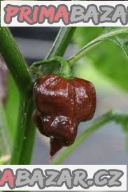 semena Chilli Trinidad Scorpion Chocolate