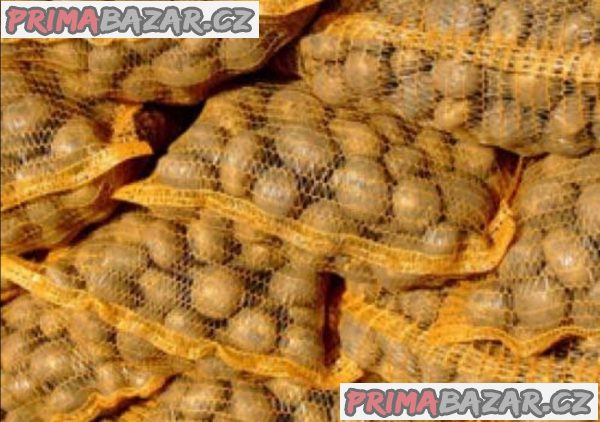 Brambory pozdní – fotografie 2