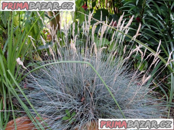 Festuca Glauca - semena