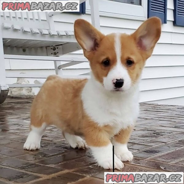 Nádherná štěňata Pembroke Welge Corgi připravena.WHATSAPP +37060132826 – fotografie 1