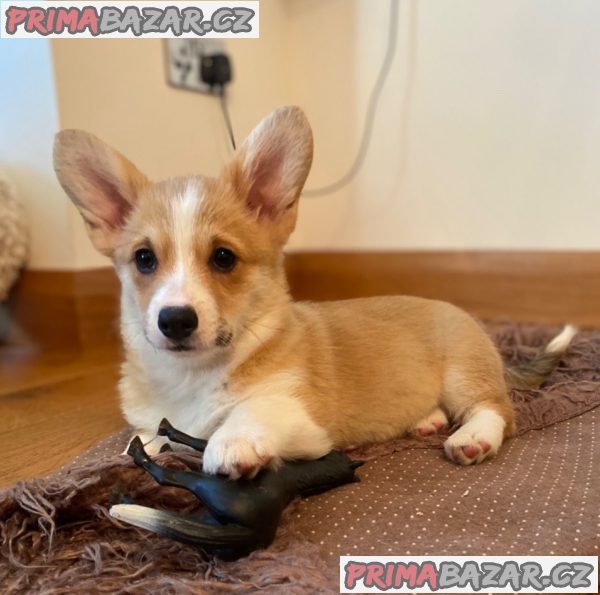 Nádherná štěňata Pembroke Welge Corgi připravena.WHATSAPP +37060132826 – fotografie 2