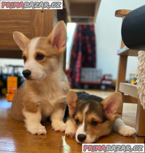 Nádherná štěňata Pembroke Welge Corgi připravena.WHATSAPP +37060132826 – fotografie 3