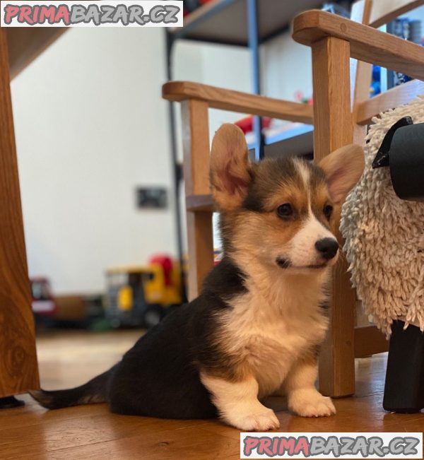 Nádherná štěňata Pembroke Welge Corgi připravena.WHATSAPP +37060132826 – fotografie 5