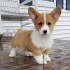 Nádherná štěňata Pembroke Welge Corgi připravena.WHATSAPP +37060132826