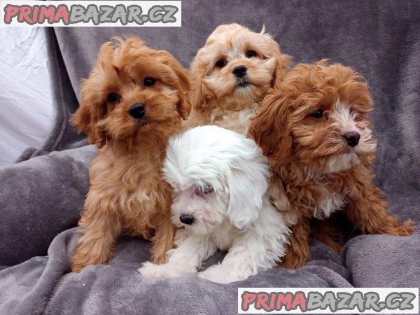 Ohromující domácí odchovaná štěňata Cavapoo – fotografie 1