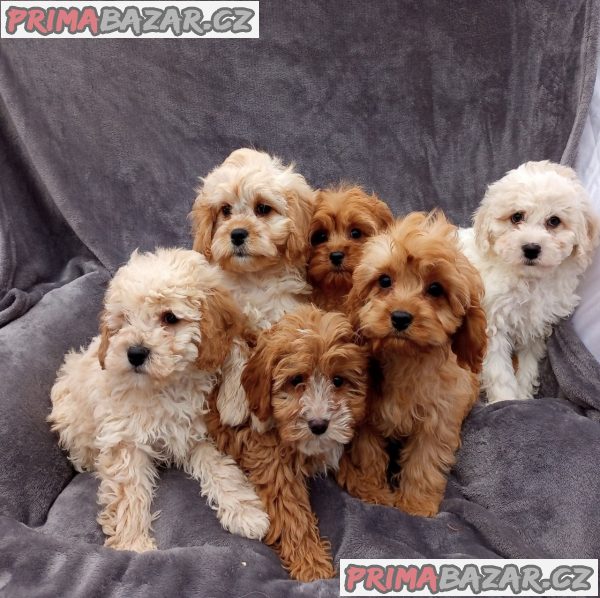 Ohromující domácí odchovaná štěňata Cavapoo – fotografie 2