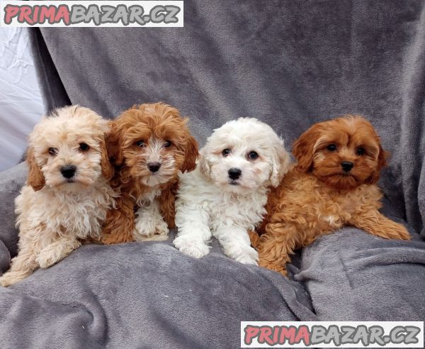 Ohromující domácí odchovaná štěňata Cavapoo – fotografie 3