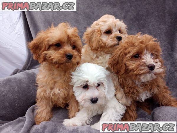 Ohromující domácí odchovaná štěňata Cavapoo – fotografie 4