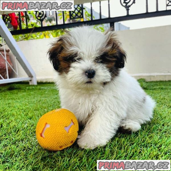 Štěňata Shih-Tzu – fotografie 1
