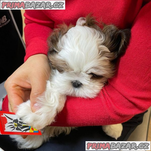 Štěňata Shih-Tzu – fotografie 2