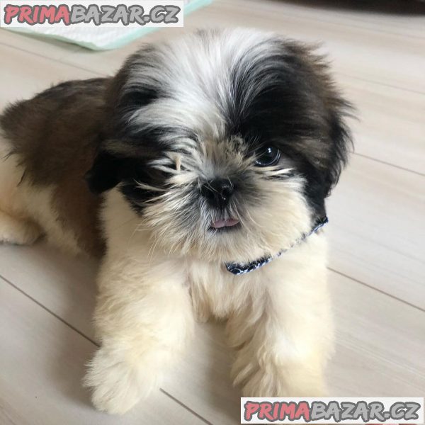 Štěňata Shih-Tzu – fotografie 3